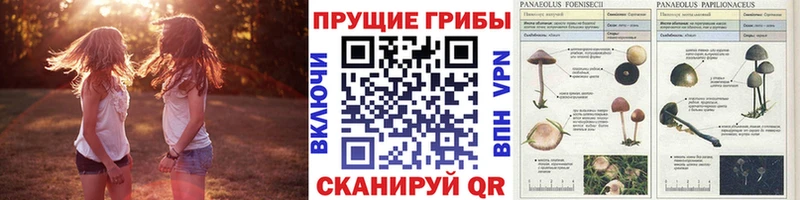 Галлюциногенные грибы Psilocybine cubensis  Купить где  Новоузенск 